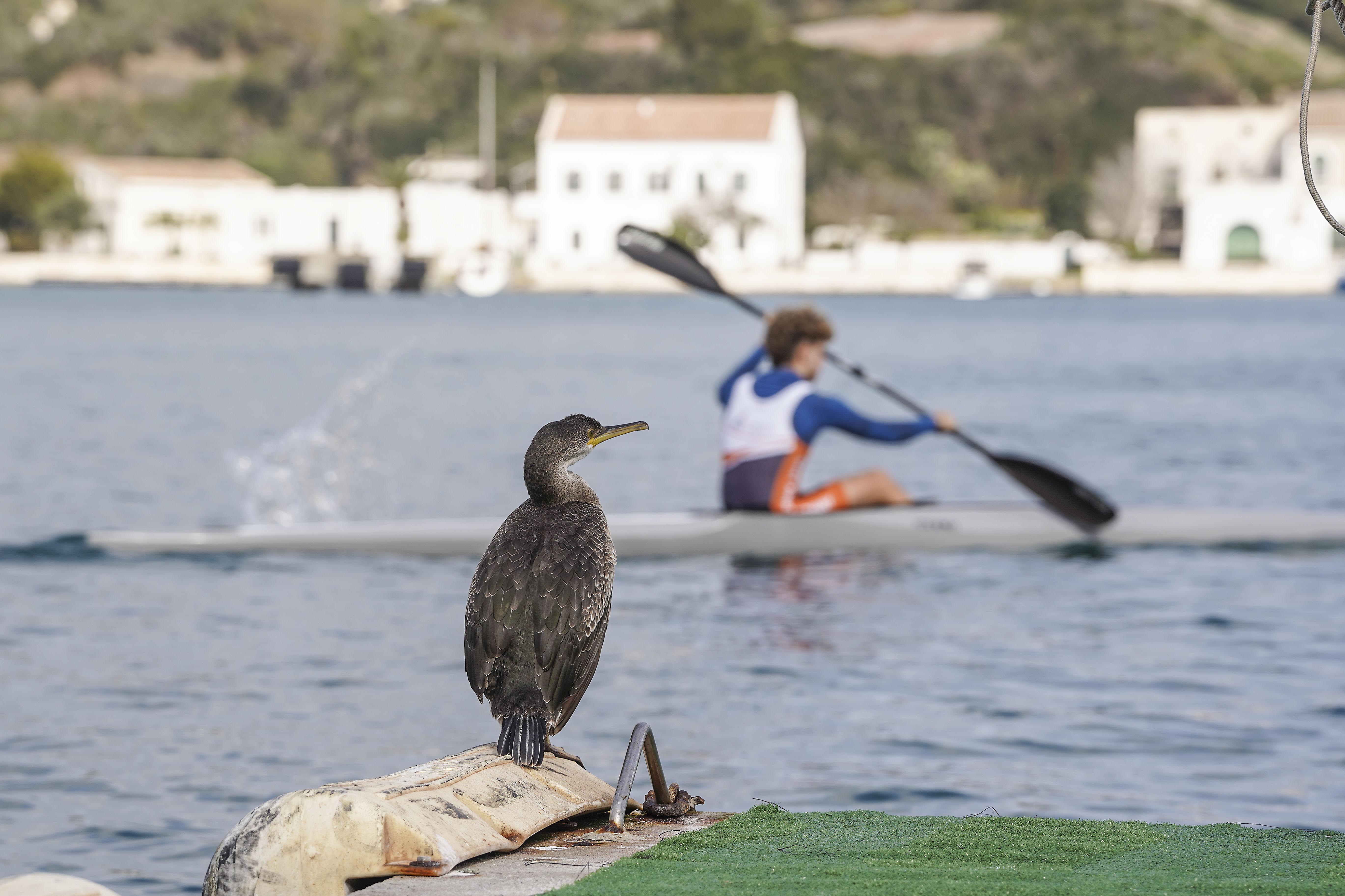 La Autoridad Portuaria de Baleares impulsa la protección del fondo marino del puerto de Maó