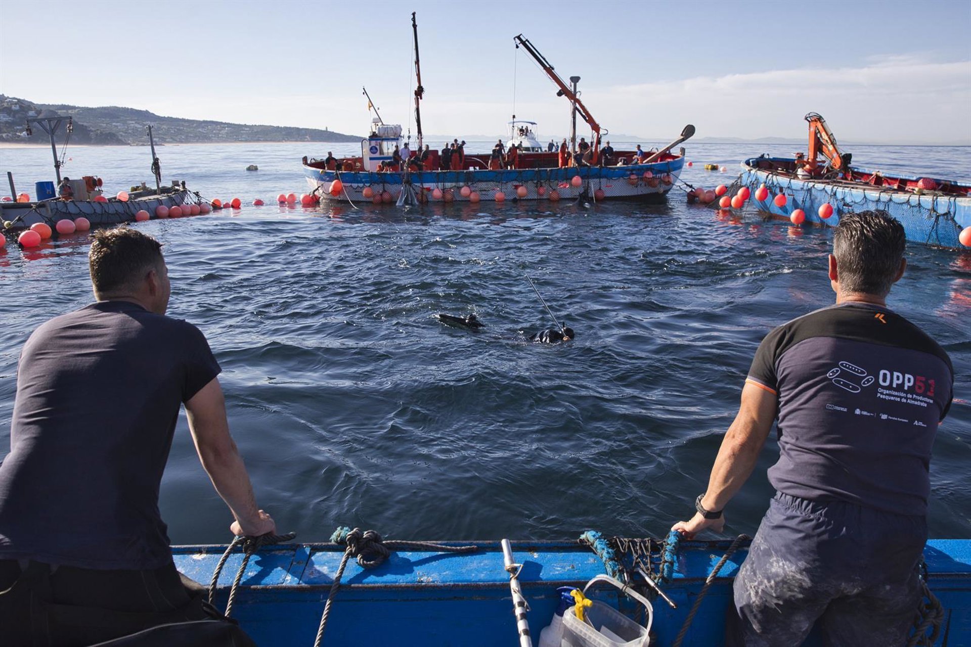 La almadraba de Chiclana retomará su actividad en 2027 con una nueva asignación de cuota de atún rojo