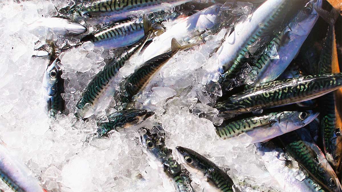 Una tesis del IEO-CSIC en Vigo constata el desplazamiento hacia el norte de las zonas de desove de la caballa en el Atlántico nororiental