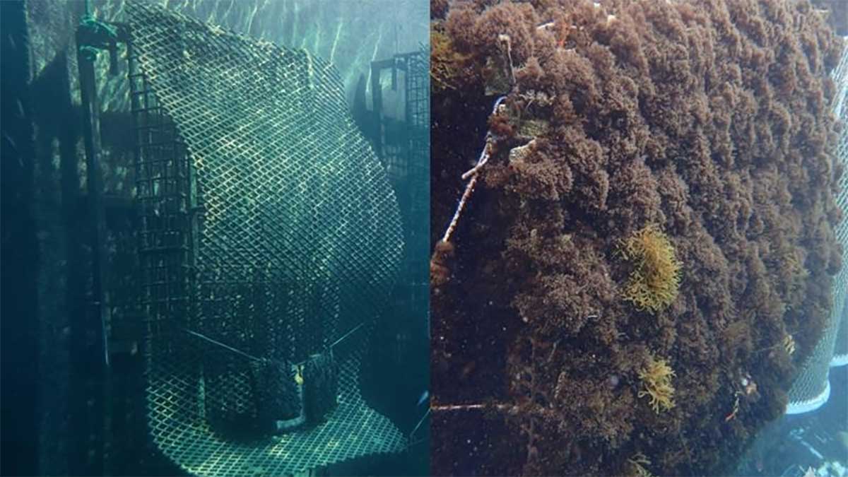 El Puerto de Cádiz instala seis estructuras ecológicas para favorecer la biodiversidad marina en sus infraestructuras
