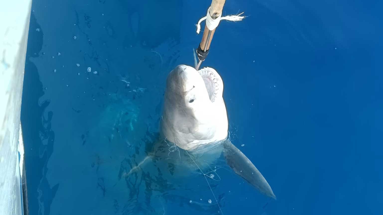 El Instituto Español de Oceanografía documenta un nuevo registro de tiburón blanco en el Mediterráneo español