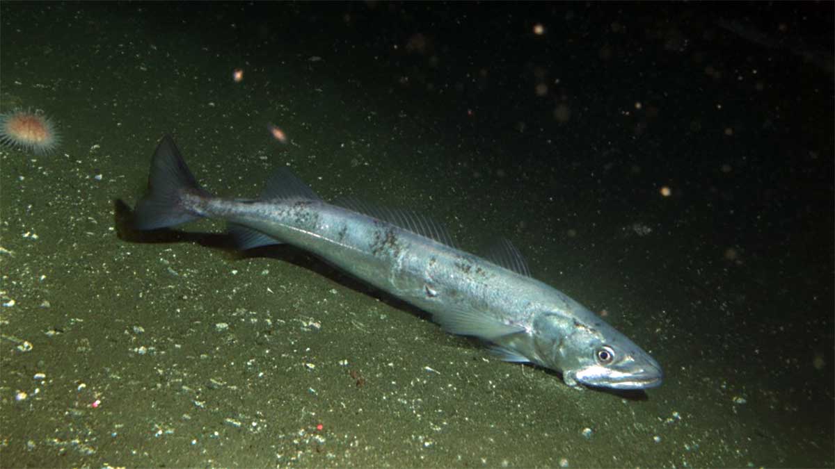 El calentamiento del océano reduce la talla de madurez de la merluza europea, según un estudio del IEO